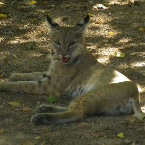 Meet your Posher, Sonorankat